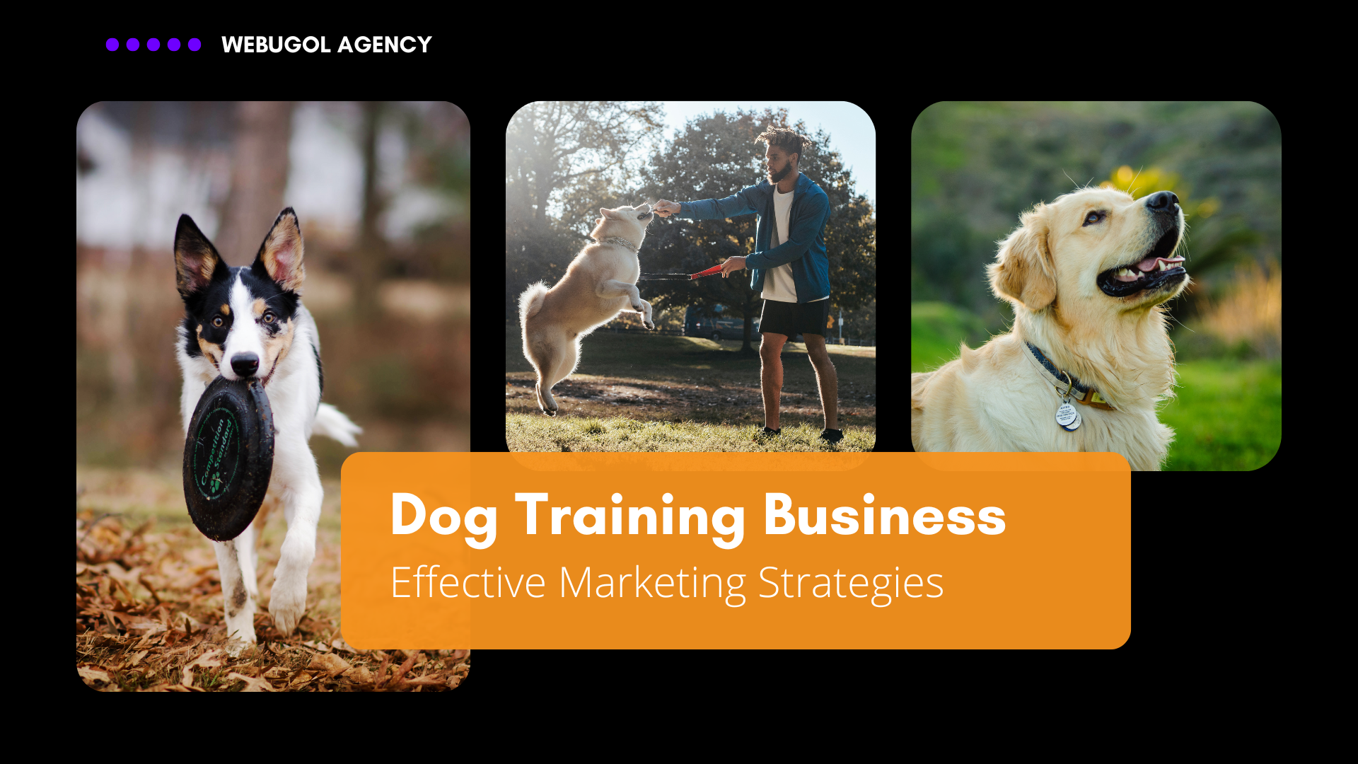 dog training marketing